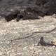Illustration for article titled Britain formally proclaims snake-iguana chase to be awesome